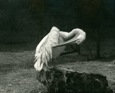 A pelican preening its wing at London Zoo by Frederick William Bond